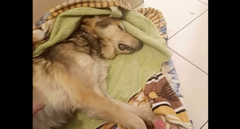 W gminie Zambrów skonał uwiązany do łańcucha pies. Fundacja obwinia urzędników o zaniedbania [VIDEO]