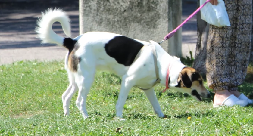 Wójt Gminy Zambrów apeluje o zwrócenie uwagi na problem wałęsających się zwierząt