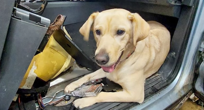 Labradorka Luna wykryła przemycane papierosy [FOTO]