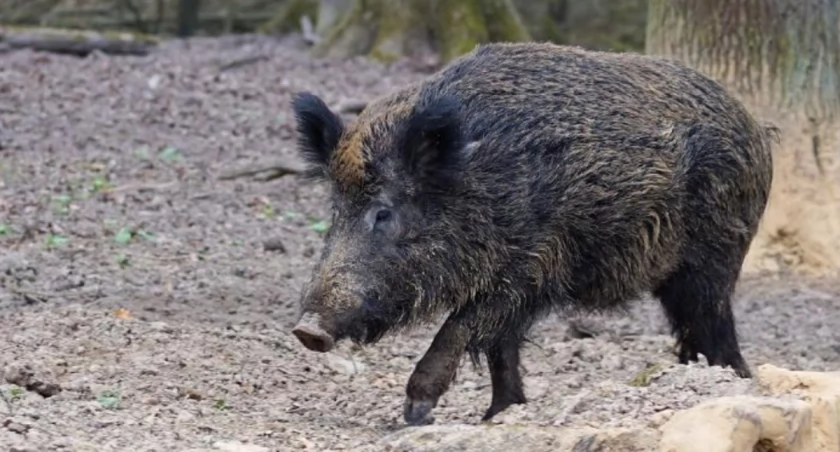 Prawie 600 dzików zostanie odstrzelonych w województwie podlaskim