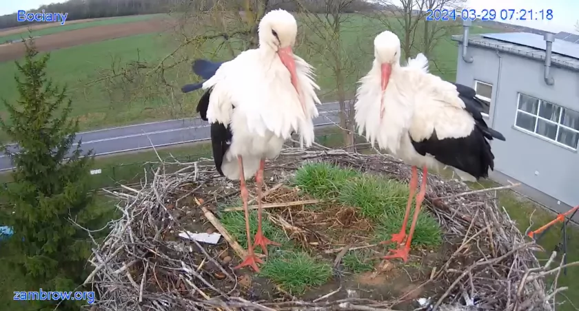 Para bocianów zawitała do naszego gniazda! [FOTO+VIDEO]