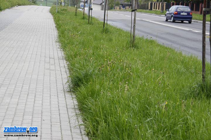 Ile kosztuje utrzymanie zieleni w Zambrowie
