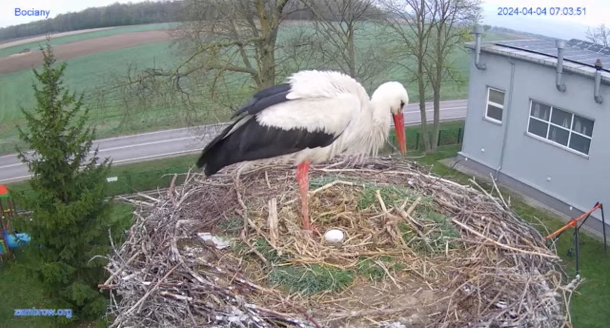 Jest pierwsze jajo u naszych bocianów! [FOTO+VIDEO]