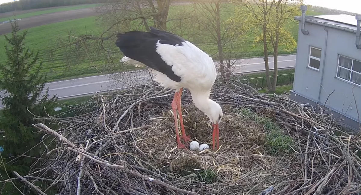 Jest drugie jajko u naszych bocianów! [FOTO+VIDEO]