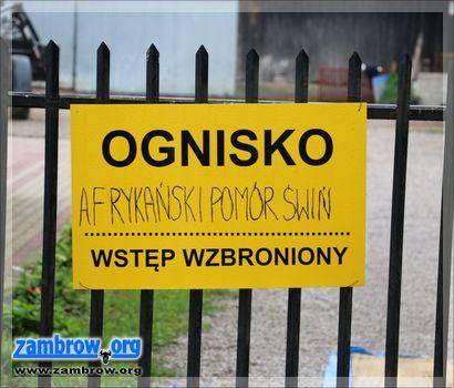 ABW wyjaśni jak doszło do zarażenia wirusem ASF przy granicy z powiatem zambrowskim