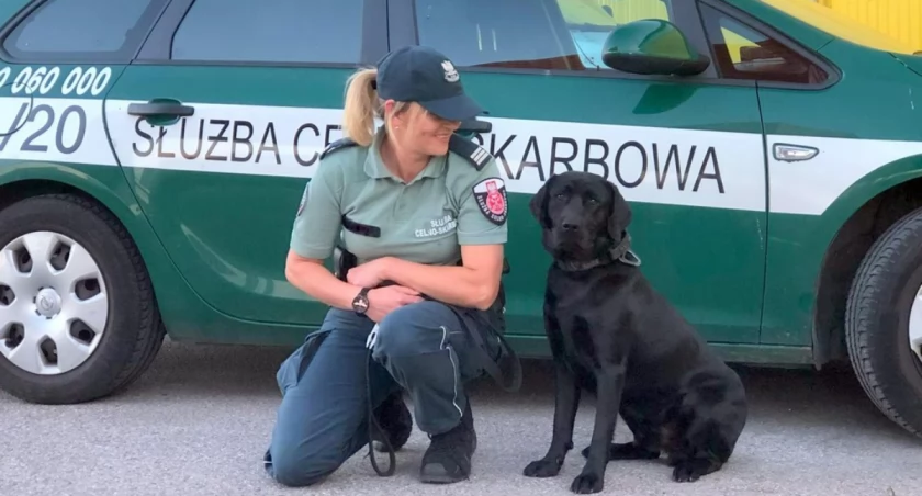 Pies służbowy Denar odkrył tytoniową kontrabandę w ciężarówce