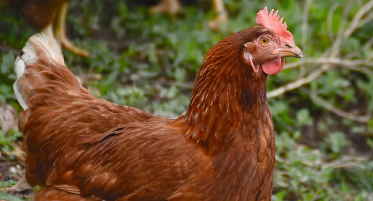 Wysoce zjadliwa grypa ptaków. Poznaj zasady bioasekuracji