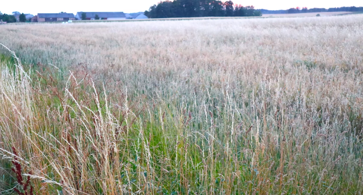 Dopłaty 2024: Trwają kontrole satelitarne pól
