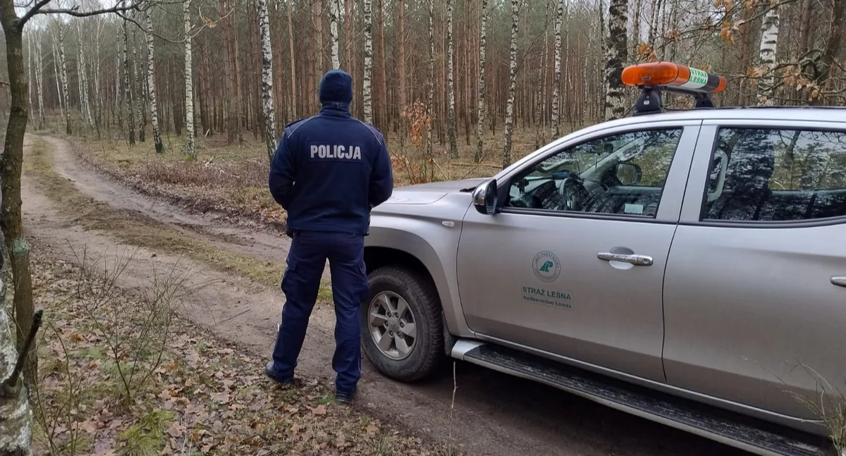 Kradzież drzewa z lasu może być przestępstwem, za które grozi do 5 lat więzienia