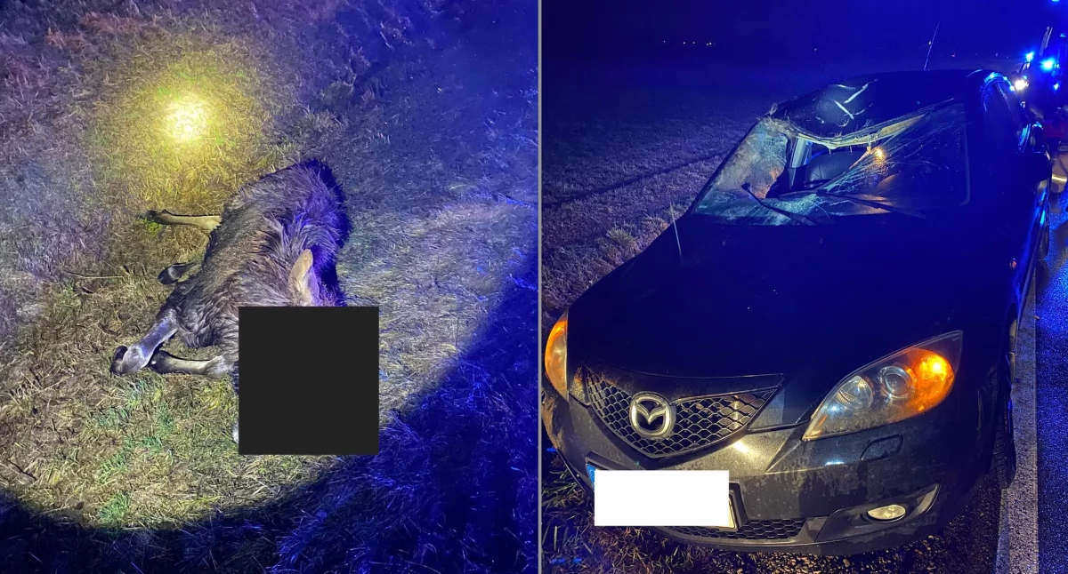 Osobówka zderzyła się z łosiem. Ruch wahadłowy na DK63 [FOTO]