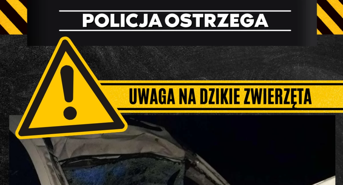 Dzikie zwierzęta mogą być zagrożeniem dla kierowców