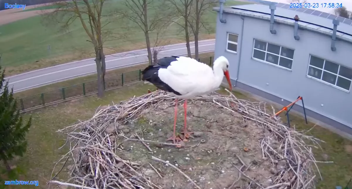 Jest pierwszy w tym roku bocian w naszym gnieździe! [FOTO+VIDEO]
