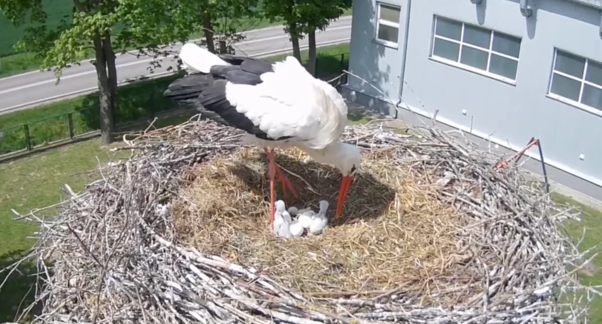 Jest trzecie pisklę! W gnieździe bocianów coraz ciaśniej [VIDEO]