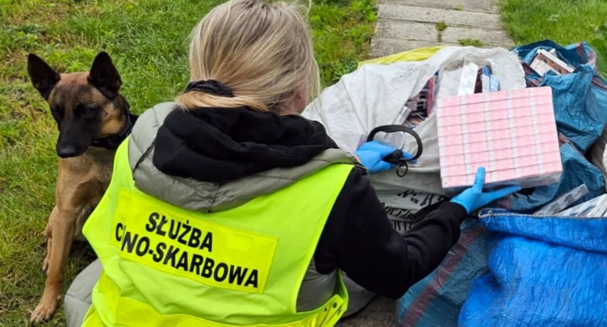 Niemal 7 tys. paczek nielegalnych papierosów zabezpieczyła podlaska KAS [FOTO]