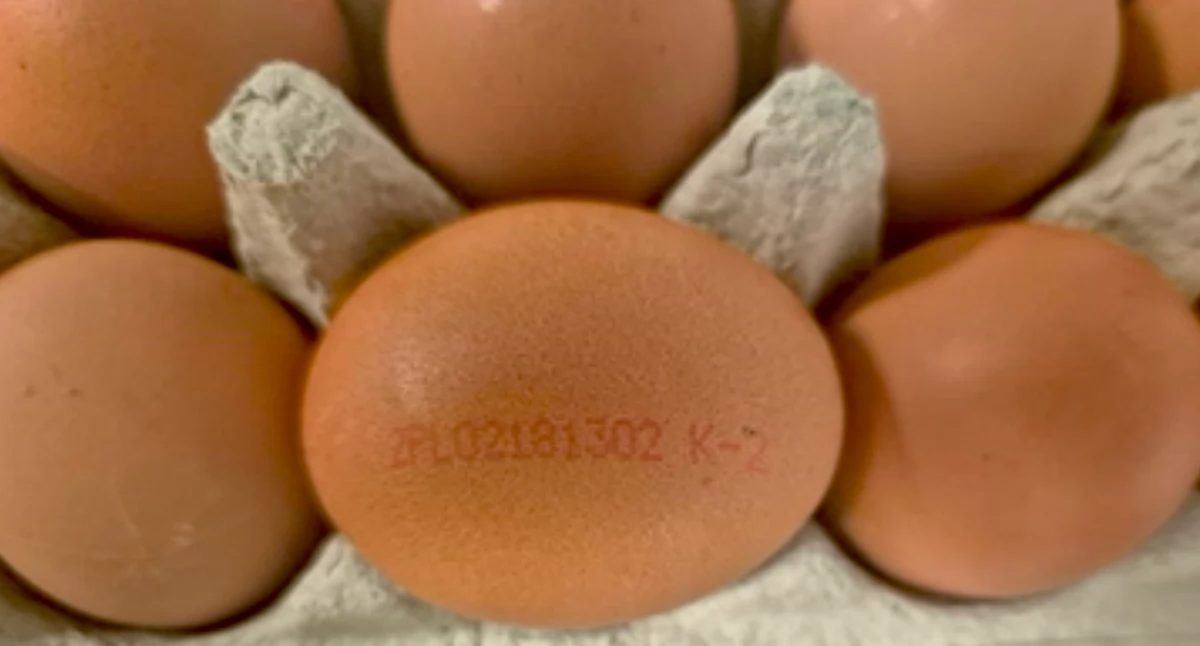 Uwaga: Salmonella na powierzchni skorupek jaj! [FOTO]
