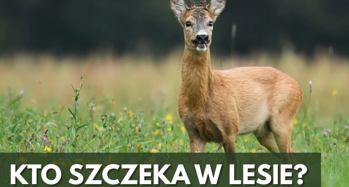 Kto szczeka w lesie? Leśna opera saren