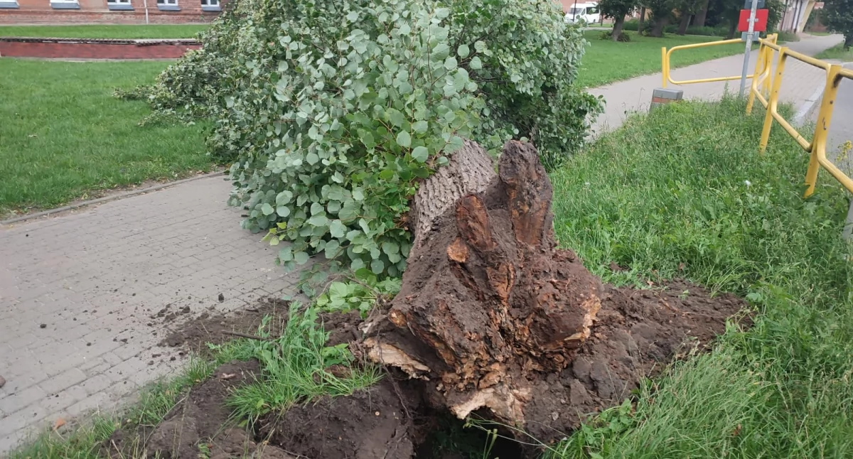 Silny wiatr wyrwał drzewo przy jednej z ulic w Zambrowie [FOTO+VIDEO]