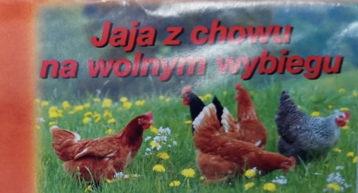 UWAGA: Salmonella w partii jaj!