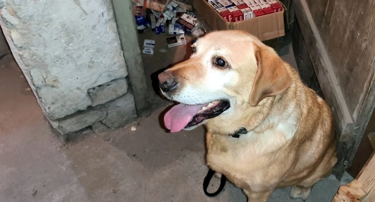 Labrador Odi znowu w akcji [FOTO]