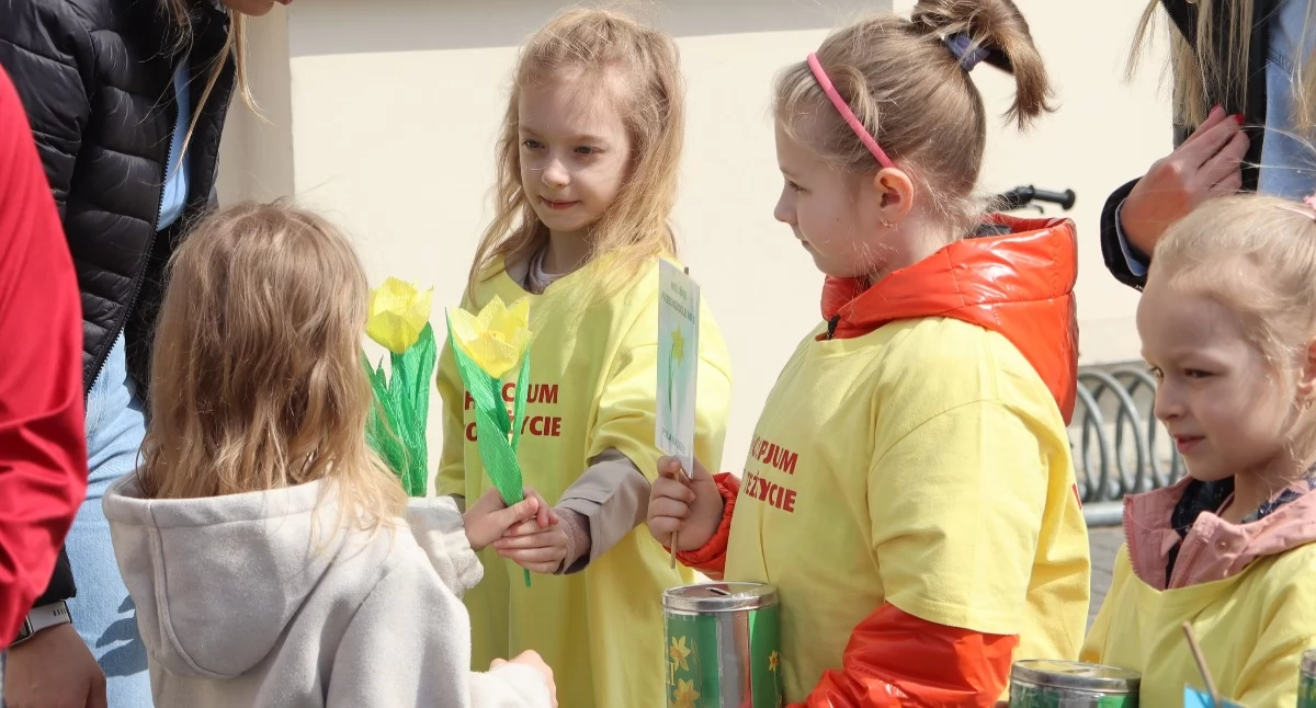 Pola Nadziei 2026: Zambrów kolejny raz rozkwitł żółtymi żonkilami [FOTO+VIDEO]