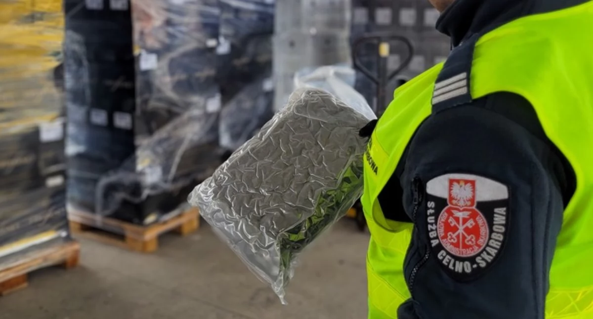 Podlaska KAS przejęła 40 kg marihuany. Wartość narkotyków oszacowano na prawie 2 mln zł [FOTO+VIDEO]