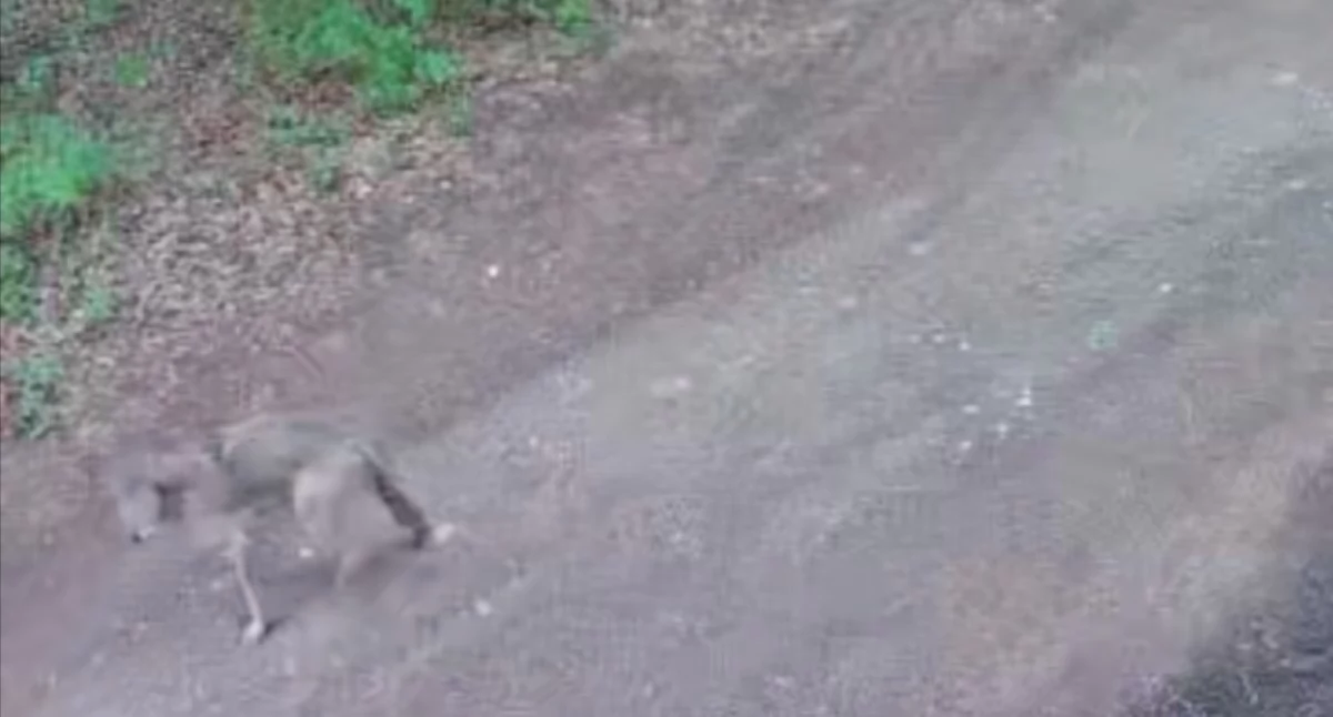 Wilki w gminie Zambrów [VIDEO]