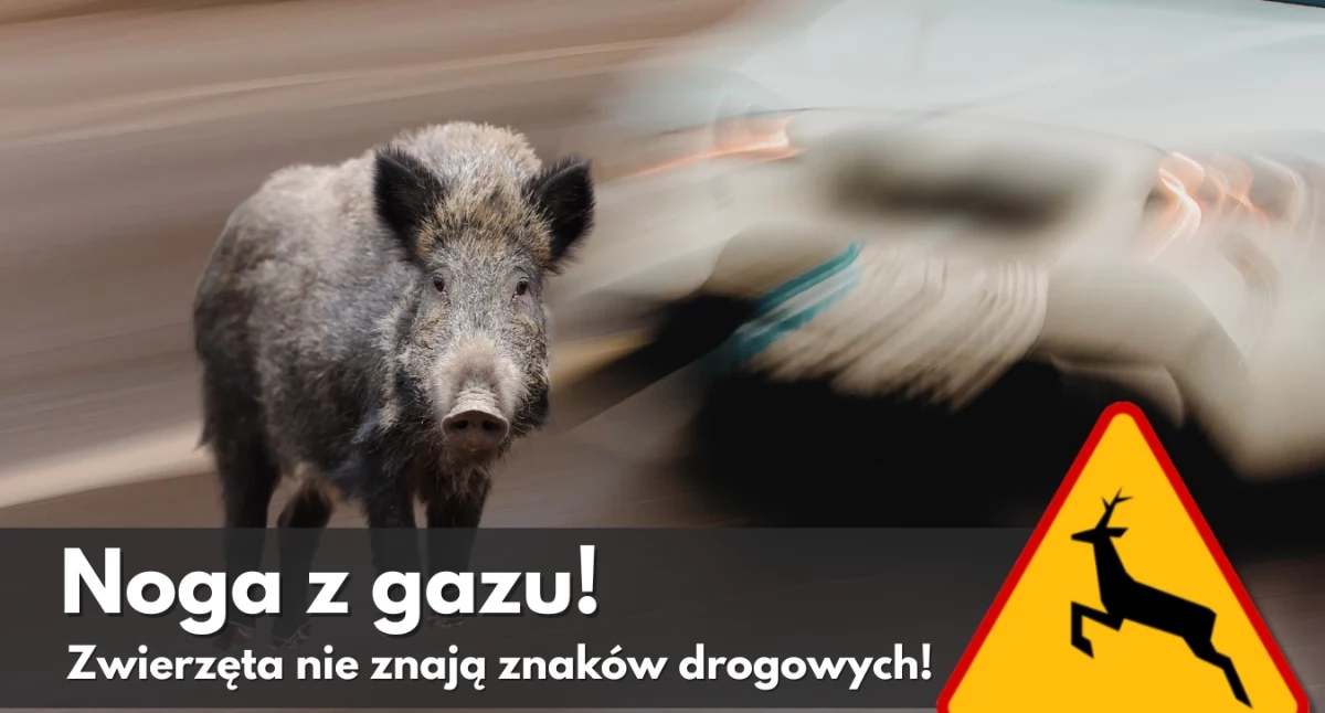 Myśliwi apelują: Kierowco, zdejmij nogę z gazu! [VIDEO]