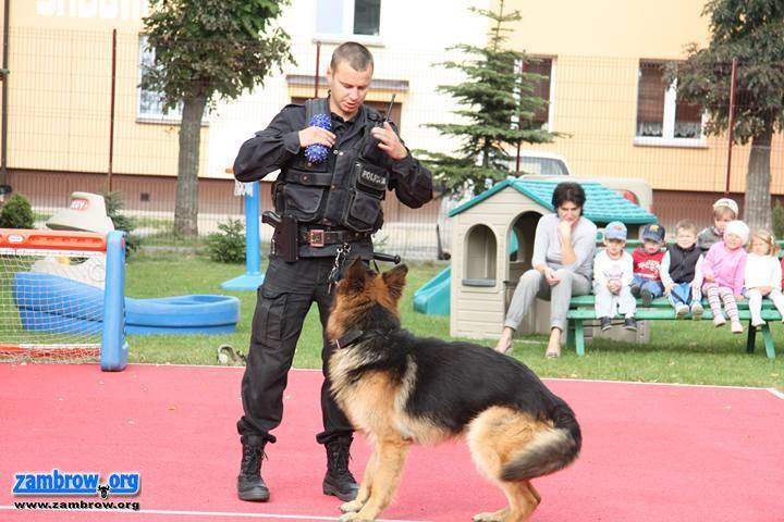 Lew i pies w przedszkolu