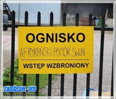 ASF już w województwie mazowieckim