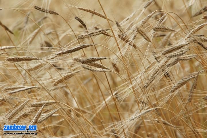 Przekaż gospodarstwo innemu rolnikowi i weź pieniądze z PROW 