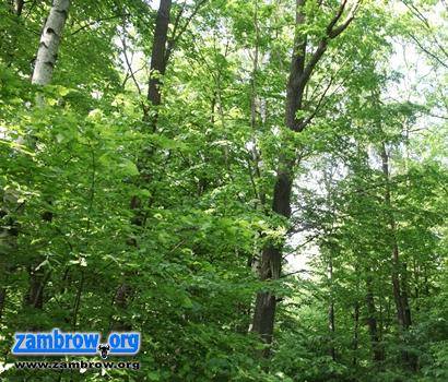 Posadź las razem z ARiMR. Niebawem ruszy nabór wniosków