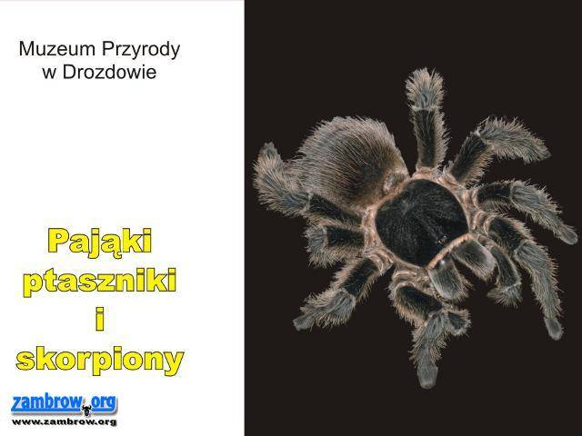 Ptaszniki i skorpiony w Drozdowie