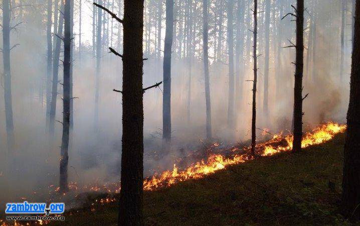 Ponad dwa razy więcej pożarów lasów niż przed rokiem