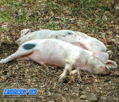 Potrzebujesz informacji o ASF? Przyjdź na spotkanie informacyjno-szkoleniowe