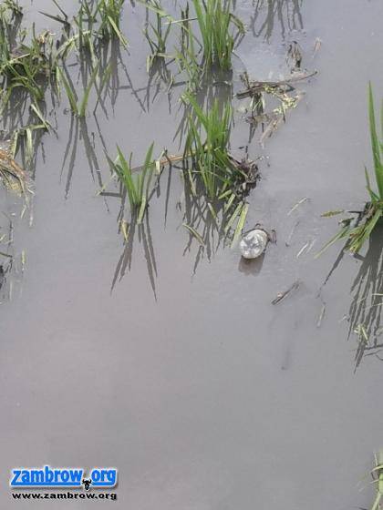 Ciemny wyciek przedostawał się do Jabłonki [foto+video]