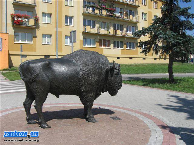 365 dni z Żubrem