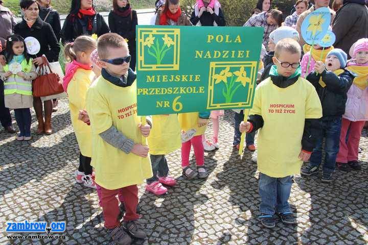Niedziela pod znakiem żonkila – akcja „Pola Nadziei” w Zambrowie [foto]