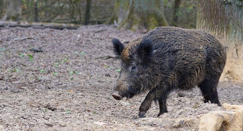 Masowy odstrzał dzików w okolicach Zambrowa