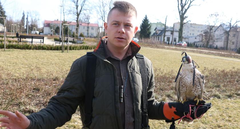 Gdzie nie może technika, trzeba sokolnika [foto+video]