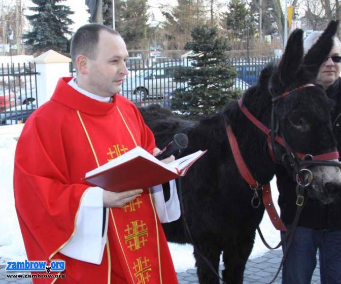 Z palmami i osiołkiem … [foto]