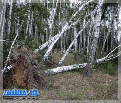 Synoptycy ostrzegają przed silnym wiatrem