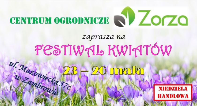 Rozpoczyna się Festiwal Kwiatów w Zambrowie!