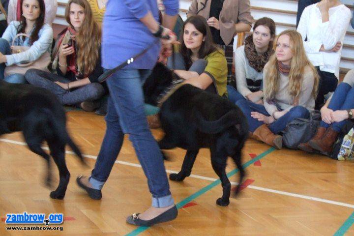Studenci przyglądali się zajęciom dogoterapii