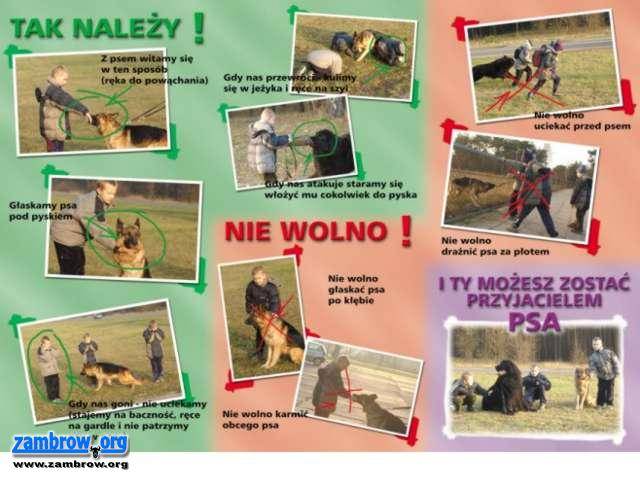 Kilka rad i przestróg dla właścicieli psów