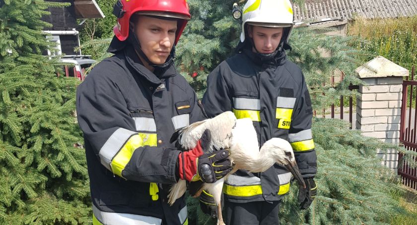 Bociek wypadł z gniazda. Pomogli strażacy [foto+video]