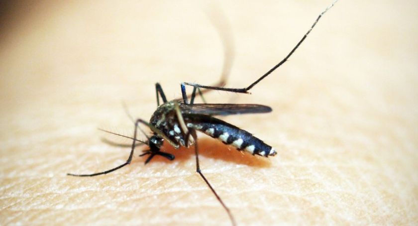 Komary w Polsce a ryzyko zdrowotne - informacja Głównego Inspektora Sanitarnego