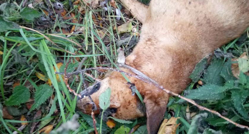 Dramatyczne odkrycie w miejscowości Pstrągi-Gniewoty. Ktoś powiesił dwa psy [foto+video]