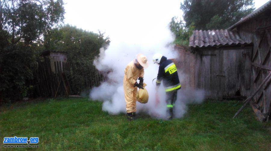 Strażacy z Szumowa usuwali gniazdo szerszeni [foto]