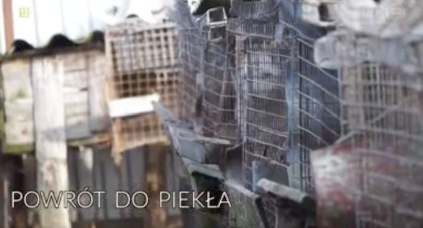 O fermie zwierząt futerkowych spod Zambrowa w „Magazynie Ekspresu Reporterów”
