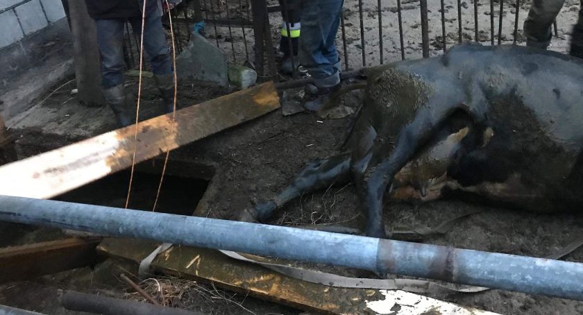 Krowa wpadła do szamba. Konieczna była pomoc strażaków